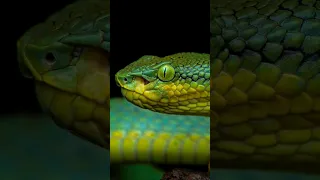 Macro Photography BTS Munnar Kerala India 