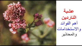 عشبة الناردين للتخلص من الأرق وفوائد أخري عديدة والمحاذير والجرعة وطريقة الاستخدام 