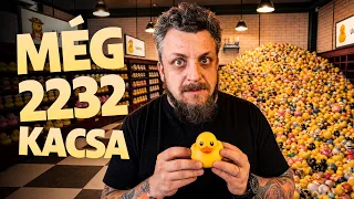 Szimulátor Szerda | Ismét kacsák! BEFEJEZZÜK! 🧐