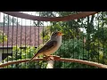 Download Lagu MANTAP - PASTI MASUK! Masteran Suara Burung Kecil Gacor Terbaik
