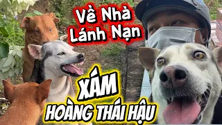 Để Bảo Về Bầy Khỏi Những Cuộc Chiến Anh Sen Đành Đưa Xám Về Nhà Lánh Nạn - Xám Gặp Lại Chồng Củ