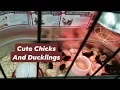Cute chicks and ducklings Shopping at the Tractor Supply
