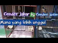 Download Lagu CENDET JABAR VS CENDET JATIM mana yang lebih unggul?