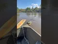 ALLIGATOR ATTACKS BOAT