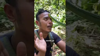 كيف تتصرف بعد لدغة الأفعى  كيف تتصرف بعد لدغة الأفعى