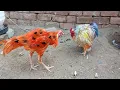 Download Lagu Bantam vs Bantam | Chicken Hatching From eggs | Fancy Hen | Rainbow Egg | Rainbow Chicken | Cartoon