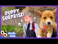 Kid s Wish For A Corgi Puppy Comes True Dodo Kids