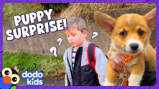 Kid s Wish For A Corgi Puppy Comes True Dodo Kids