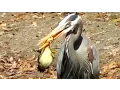 Heron Eats Baby Duck FYV