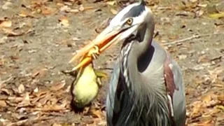 Heron Eats Baby Duck FYV