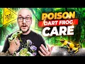 Everything You Need To Know About Keeping Poison Dart Frogs Dart Frog Care Guide 2023