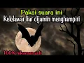 Download Lagu Suara pikat ampuh kelelawar/pikat kelelawar/suara kelelawar asli  @dskicaumania6538