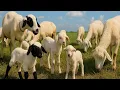 Lagu CACA MARICA HAPPY SONG LAGU ANAK KAMBING SAYA