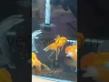 Download Lagu fancy goldfishes available in vegrov.com offline store near Bangalore,hosur,7200200330 whatsapp..