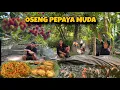 Lagu TUMIS PEPAYA MUDA HIDUP DI DESA YANG SYAHDU..😍