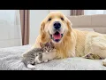Download Lagu This Is What Happens When a Tiny Kitten Is Raised By a Golden Retriever
