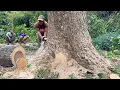 Download Lagu Dangerous black fiber old tree felling‼️