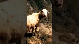 الطبيعة الساحرة محافظة صعده اليمن 