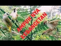 Download Lagu suara pikat trucukan dan Gereja sangat ampuh