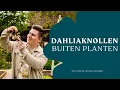 Download Lagu Dahliaknollen buiten planten: tips voor de mooiste bloemen I Angelo Dorny