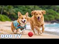 12 Hours of Dog TV for Dogs to Watch Gentle Music for Dogs to Calm Down and Sleep Better