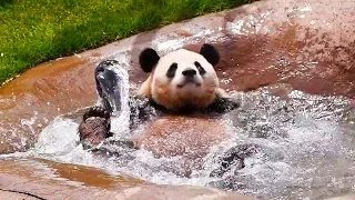 Ozzy Man Reviews PANDAS Part 2