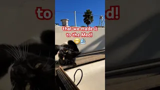 Even PJ is happy that we finally made it to the Med! 😁⛵️ #sailinglife #liveaboard #cat #yachtlife