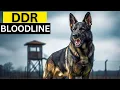 DDR German Shepherd Everything You Need to Know