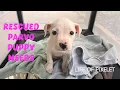 Download Lagu Rescued puppy very sick with parvovirus. PLEASE HELP!