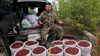 РАБОТА НА ЯГОДАХ. Деньги из леса. Сбор брусники граблей. Промысел