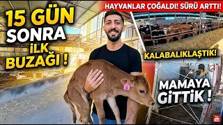 BOŞ GEÇEN 15 GÜNÜN ARDINDAN GELEN SÜRPRİZ! | Buzağıları Mamaya Taşıdık