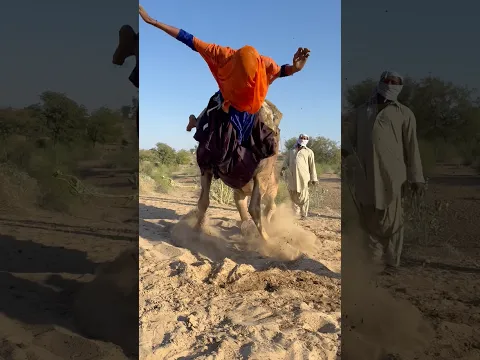 رحلةٌ شاقّةٌ لجملٍ قويٍّ في أعماق الصحراء وسطَ التعبِ والمشقةِ، وفتاةٌ من الباديةِ تُواجهُ تحدياتِ ا