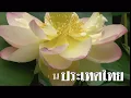 บัวตูมบัวบาน : สายัณห์ สัญญา