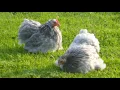 Blue Mottled Pekin Bantams