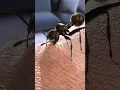 Download Lagu Stunning Way Ants Bite