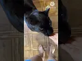 Download Lagu a hungry Panther find food in freez #shorts #ytshorts