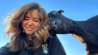 Taking My Goat On A Hike And Hoping She Doesn T Headbutt Children 