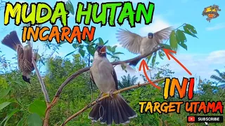 Download ▶️ MIKAT BURUNG KUTILANG || TARGET UTAMA MUDA HUTAN SUPER 😇 MP3