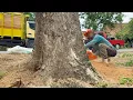 Download Lagu Cutting 2 Dangerous Trees Near Power Lines \u0026 House!