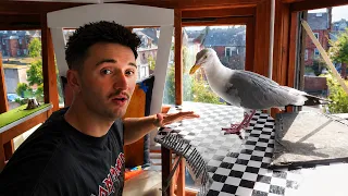 A Day in the life of a Full Time Seagull TikToker... ( Plushie Launch Info! )