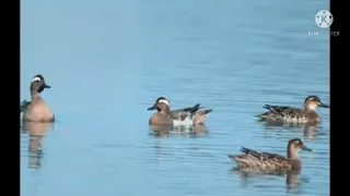 صوت رهيب حذاف صيفي أبوزله بربش  صوت رهيب حذاف صيفي أبوزله بربش