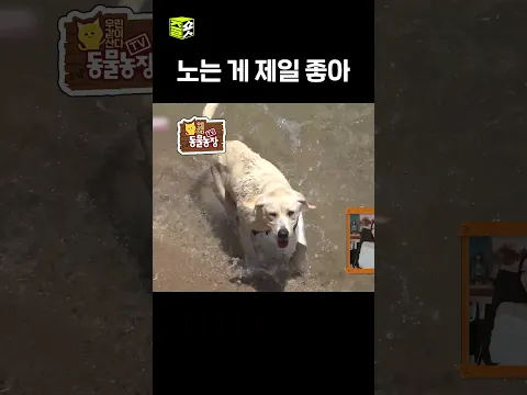 노는 건 내가 할게, 육아는 누가 할래? #달리 #DALI #TV동물농장 #shorts