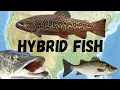 The 5 Most Common Hybrid Fish of North America A Species Identification Guide