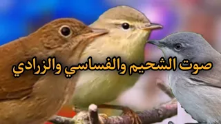 صوت الشحيم والفساسي والزرادي الصوت الاصلي دندنها