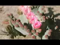 Lara Somogyi - basis (Kinnship remix) - Visualiser