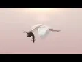 Purity Ring - push pull (Official Audio)