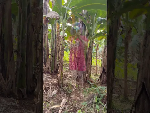 Mimin bisa pulang pakai tongkat peri