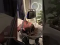 Gold Coast s Gentle Touch Organic Head Spa Treatments