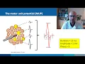Needle EMG primer