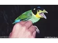 Download Lagu Suara Kicauan Burung Ngoceh MADI INJAP